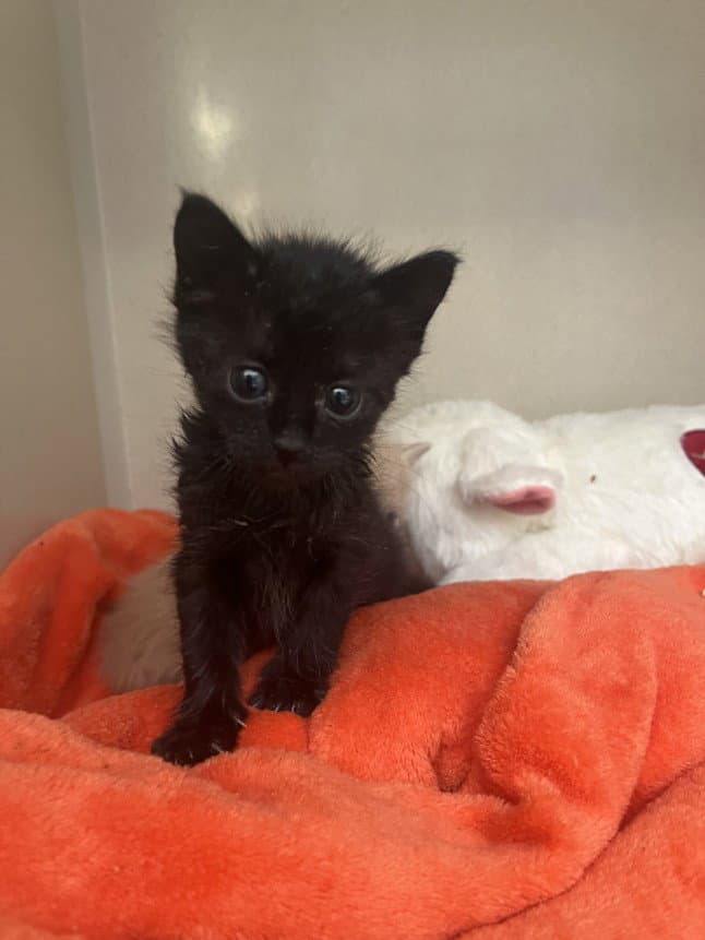 Bobbie - Domestic Short Hair