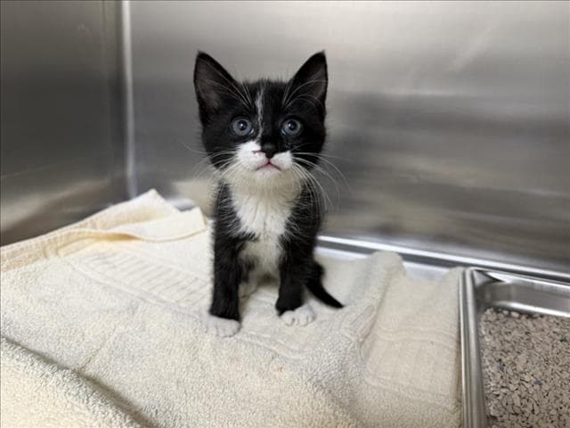 Boots - Domestic Short Hair