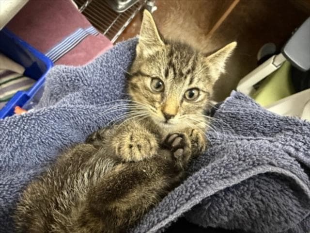 Kai - Domestic Short Hair