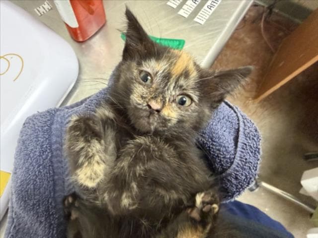 Catalina - Domestic Short Hair