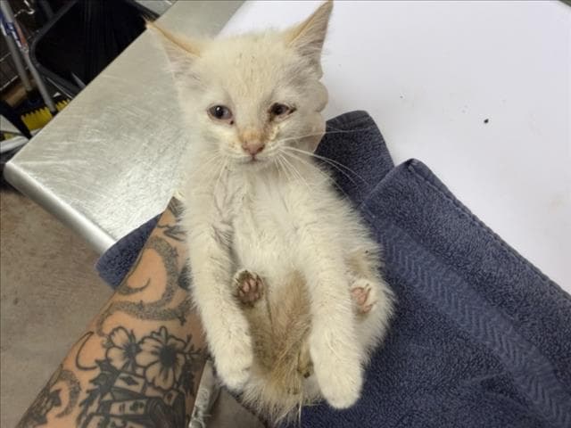 Leto - Domestic Short Hair