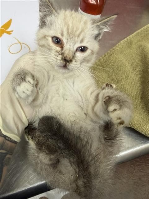 Capri - Domestic Short Hair