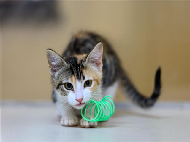 Tanisha - Domestic Short Hair