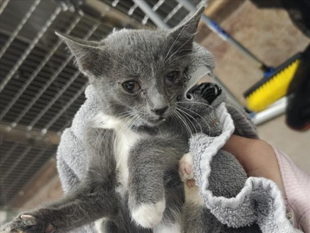 Rune - Domestic Short Hair