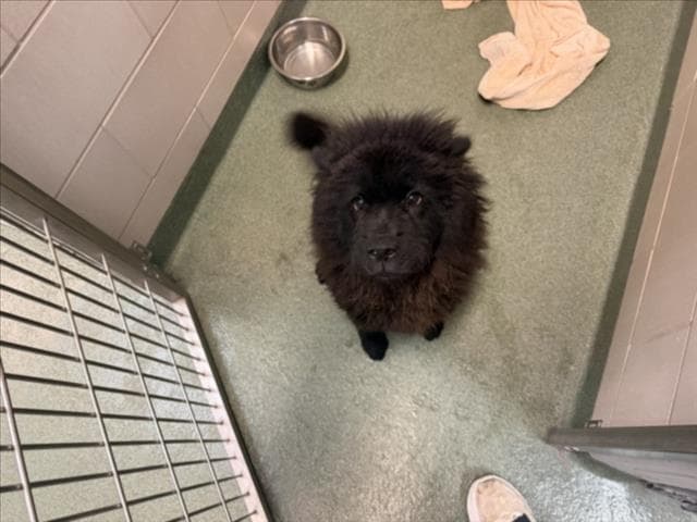 Unknown - Chow Chow