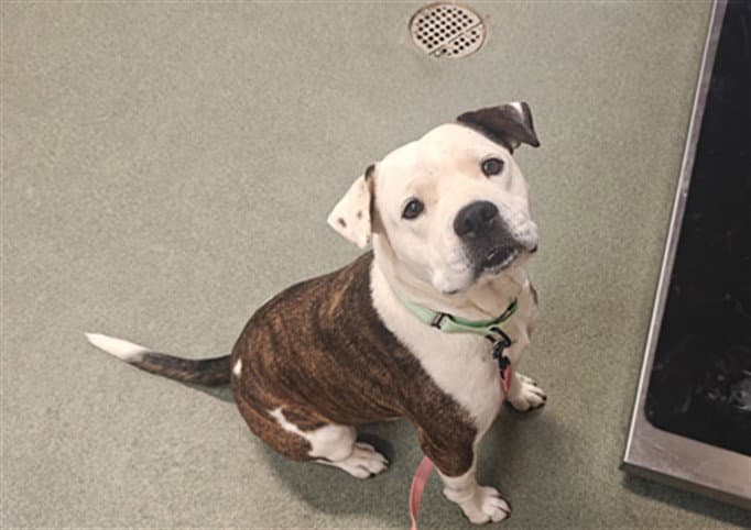 Dexter - American Pit Bull Terrier