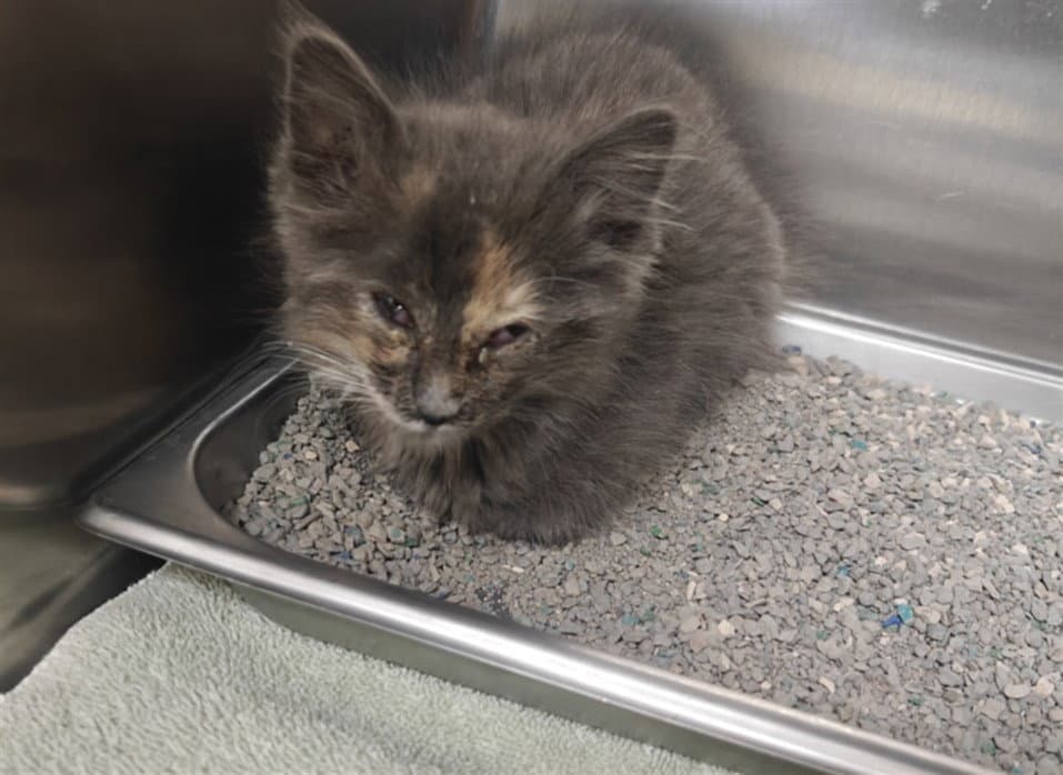 Suzette - Domestic Medium Hair
