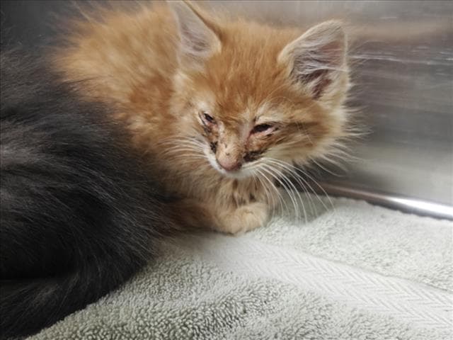 Samael - Domestic Medium Hair