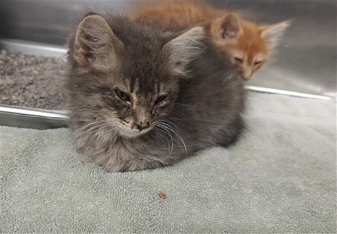 Shane - Domestic Medium Hair