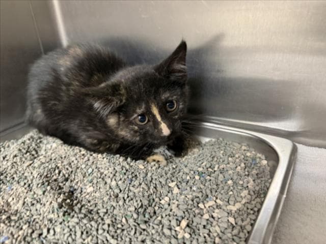 Tami - Domestic Short Hair