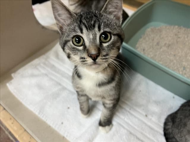 Peck - Domestic Short Hair