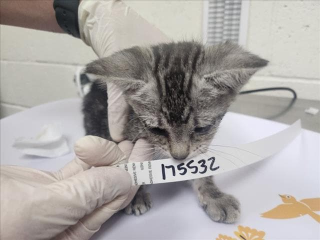 Fiona - Domestic Short Hair