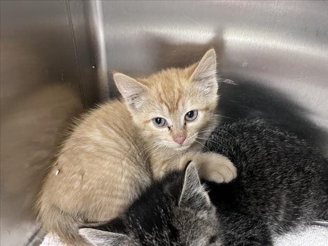 Madison - Domestic Short Hair