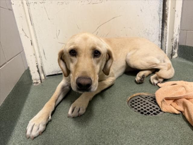 Honey - Labrador Retriever