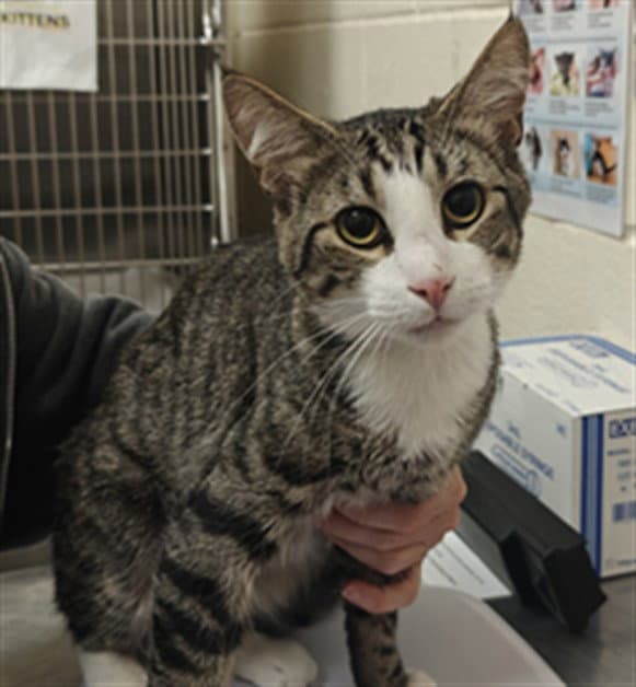 Sammy - Domestic Short Hair