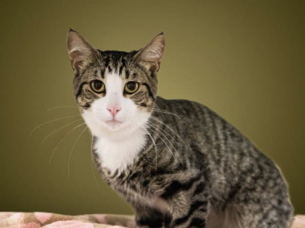 Sammy - Domestic Short Hair
