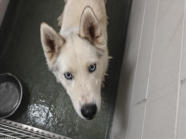 Coco - Siberian Husky