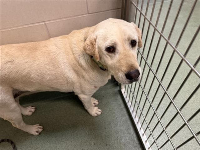 Luna - Labrador Retriever