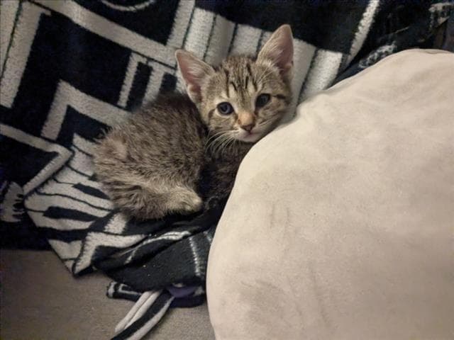 Ceres - Domestic Short Hair