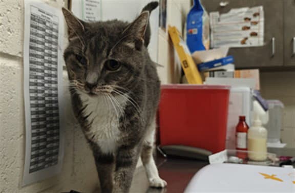 Mulener - Domestic Short Hair
