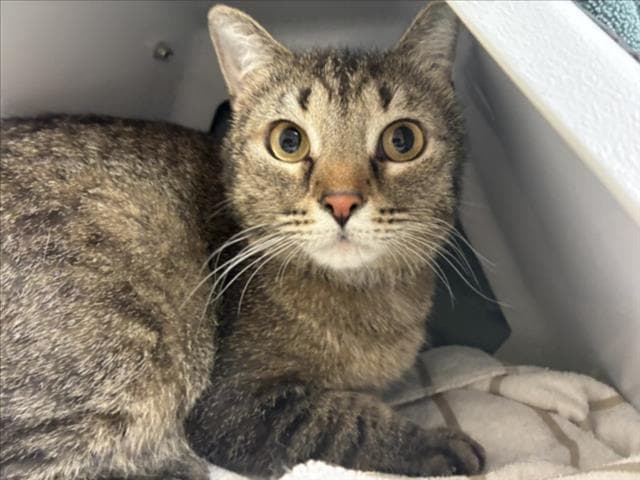 Bella - Domestic Short Hair