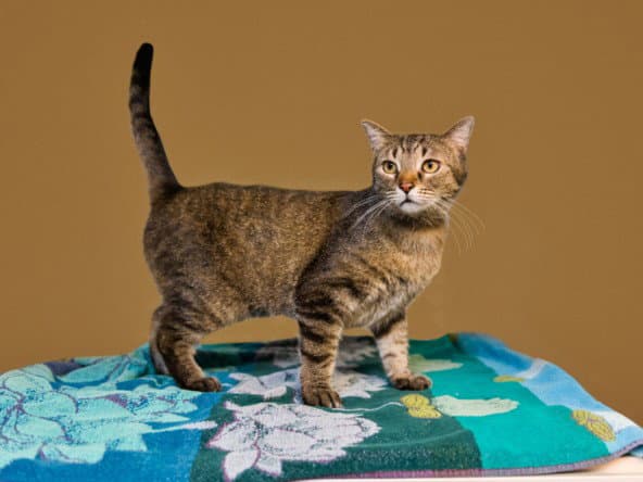 Bella - Domestic Short Hair