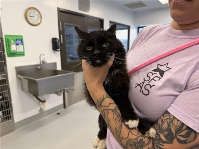 Unknown - Domestic Medium Hair
