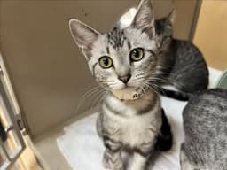 Fiona image 1