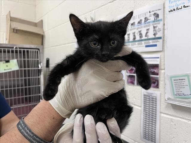 Pho - Domestic Short Hair