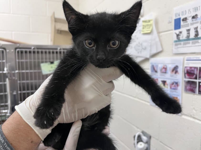 Phi - Domestic Short Hair