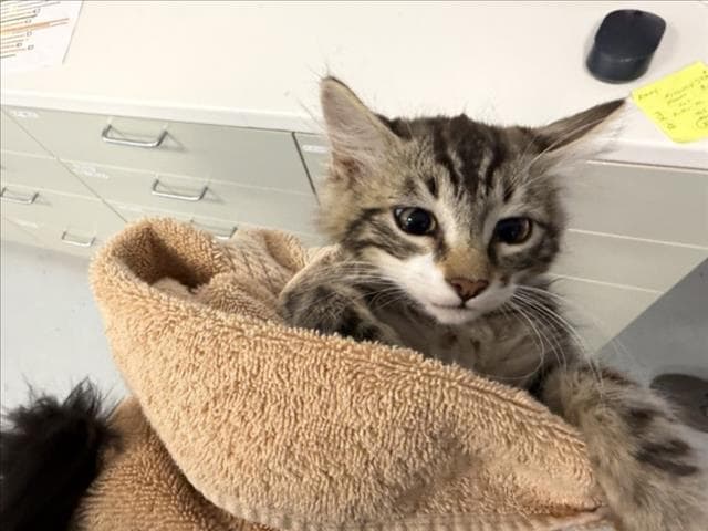 Faddle - Domestic Short Hair