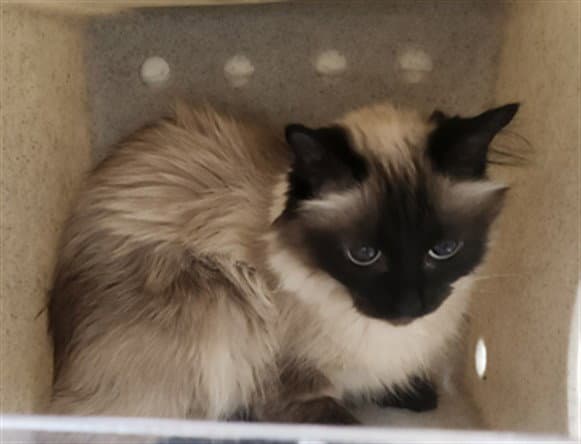 Minnie - Siamese