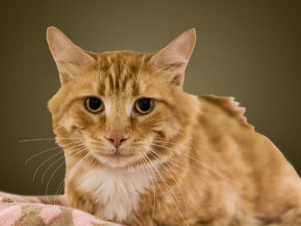 Amber - Domestic Short Hair