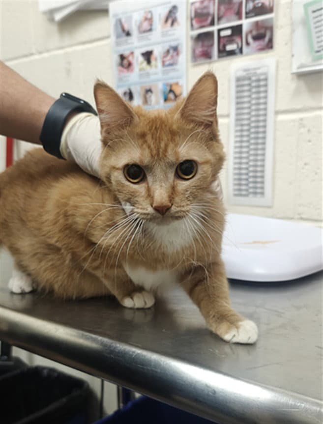 Meruru - Domestic Short Hair