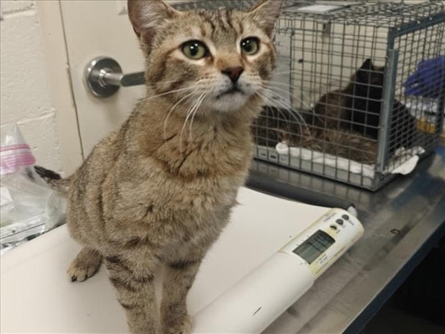 Melanie - Domestic Short Hair