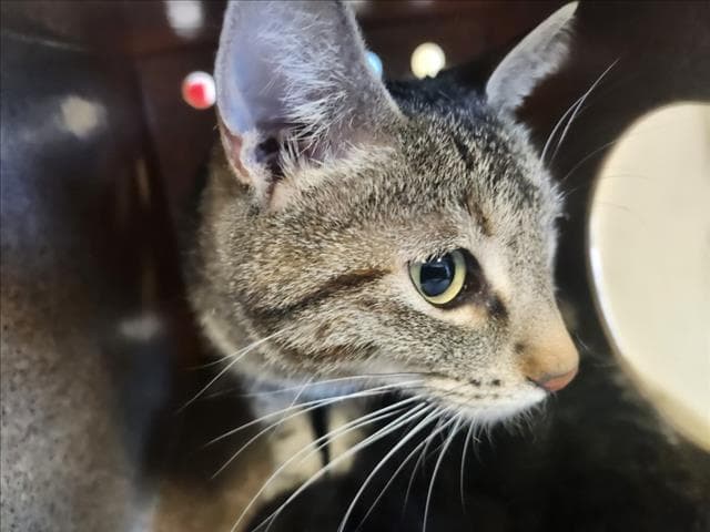Fleur - Domestic Short Hair