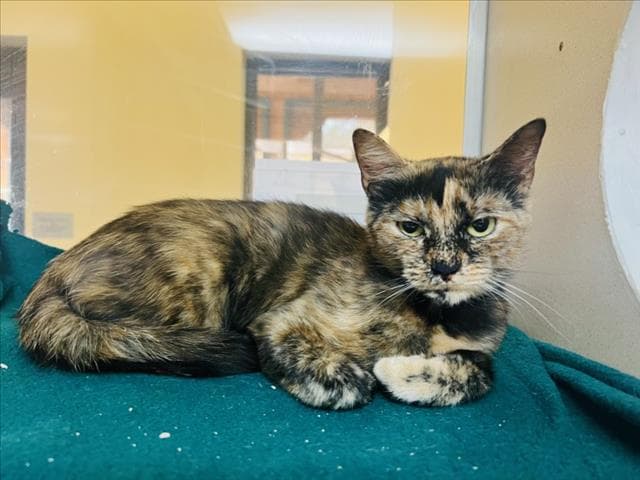 Alberta - Domestic Short Hair