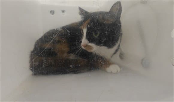Gatita - Domestic Short Hair