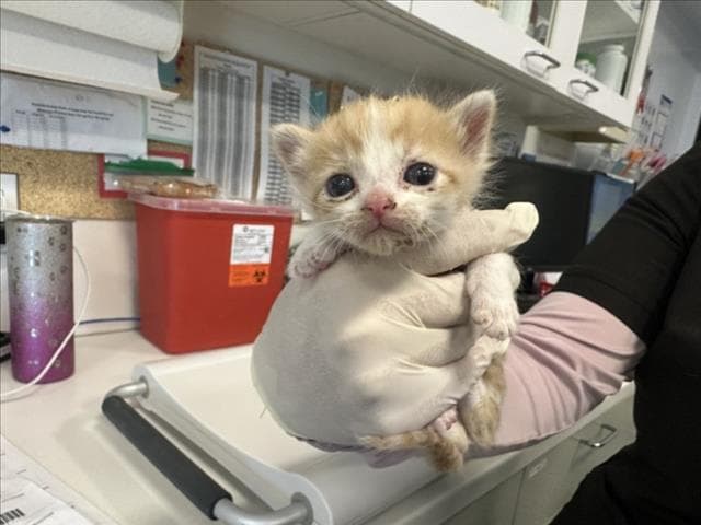 Saoirse - Domestic Short Hair