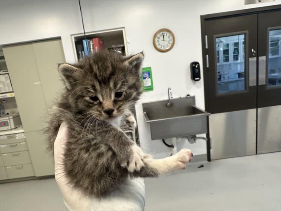 Stormy - Domestic Medium Hair