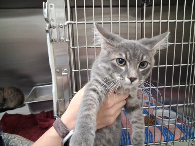 Paco - Domestic Short Hair