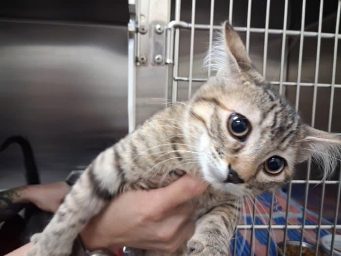 Paquita - Domestic Short Hair