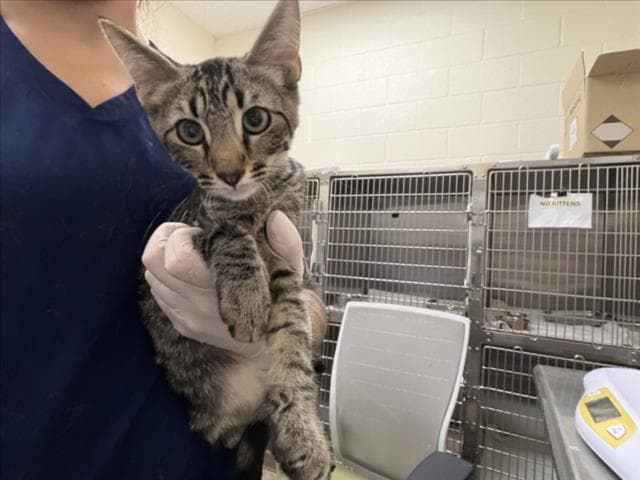 Charlie - Domestic Short Hair