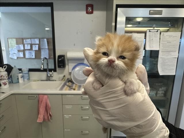Anna - Domestic Medium Hair