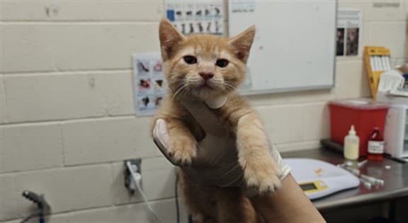 Firefly - Domestic Short Hair