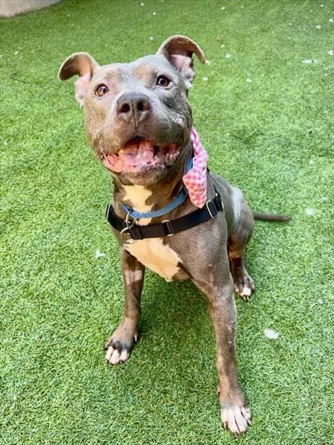 Ryan - Pit Bull Terrier