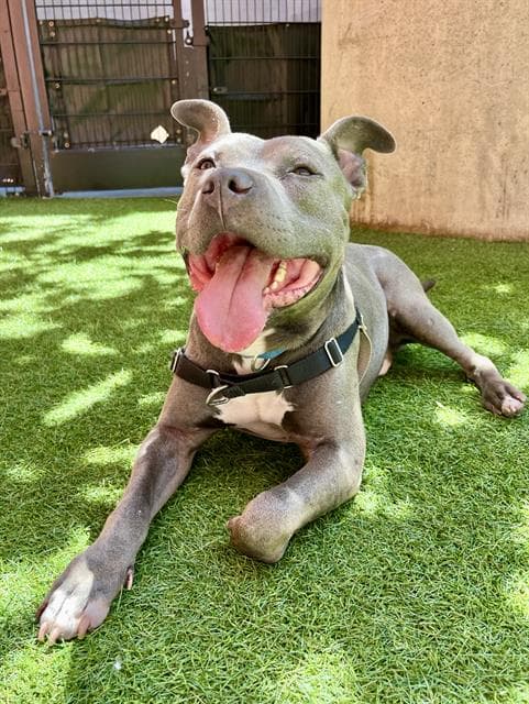 Ryan - Pit Bull Terrier