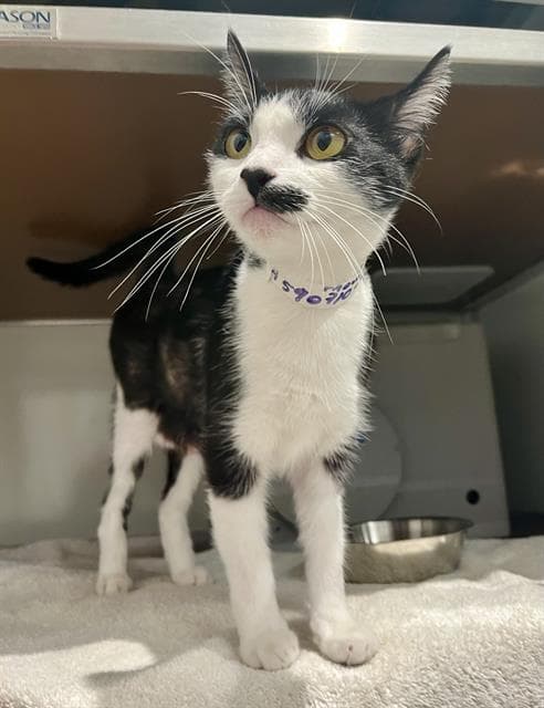 Gizmo - Domestic Short Hair