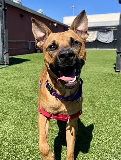Doogie - Black Mouth Cur