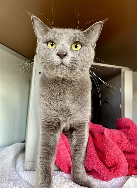 Millie - Domestic Short Hair